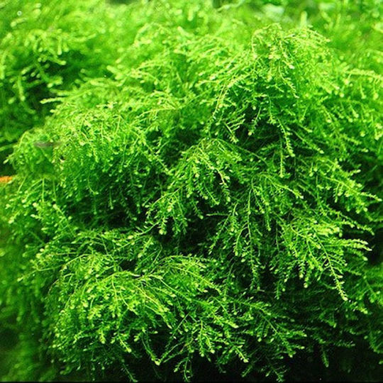 Tropica Vesicularia Ferriei Weeping Moss Portion Live Aquarium Plant