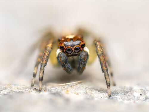 Olympus Φωτογραφικός Φακός M.Zuiko Digital ED 90mm F3.5 Macro IS Pro Macro / Telephoto για Micro Four Thirds (MFT) Mount Μαύρος