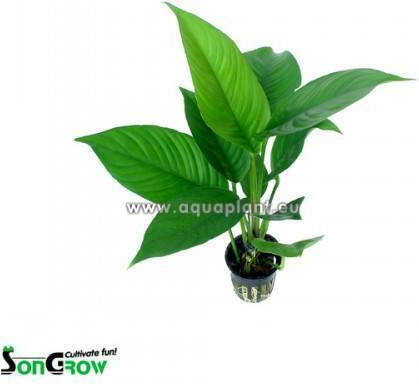 SonGrow Anubias Heterophylla Plantă Acvatică Vie