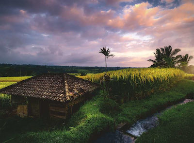 Rice Fields in the North of Bali Puzzle 2D 500 Pieces