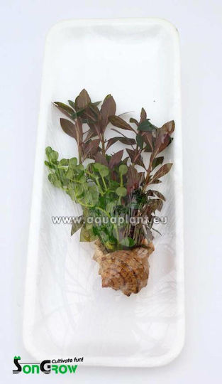 SonGrow 2 Species Stem Plants in Shell