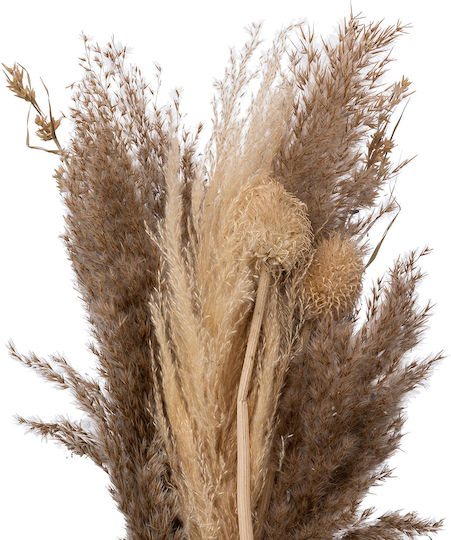 Μπουκέτο από Pampas grass