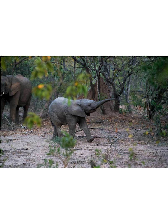 Ταπετσαρία Τοίχου Elephant Μ240xΠ160cm Γκρι Βινυλίου