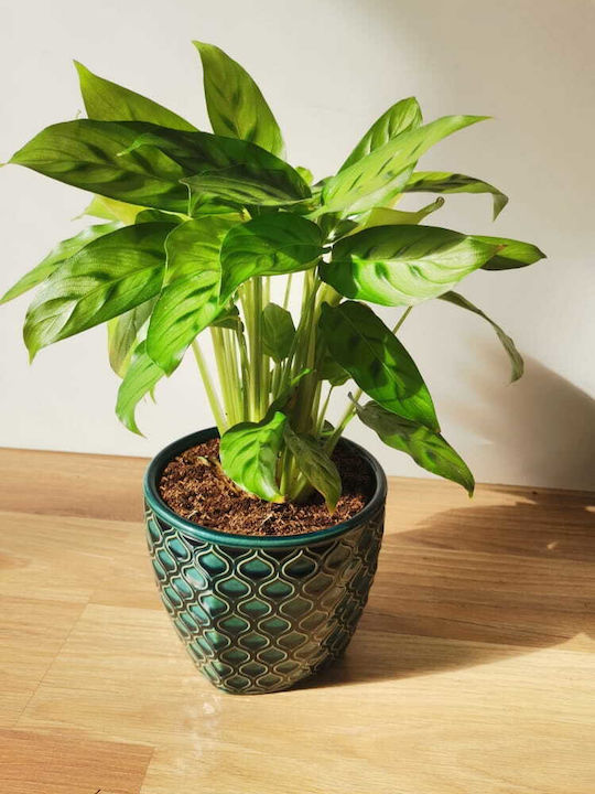 Polnix Ghiveci Ceramică Turcoaz Polnix Ghiveci Ceramică Turcoaz