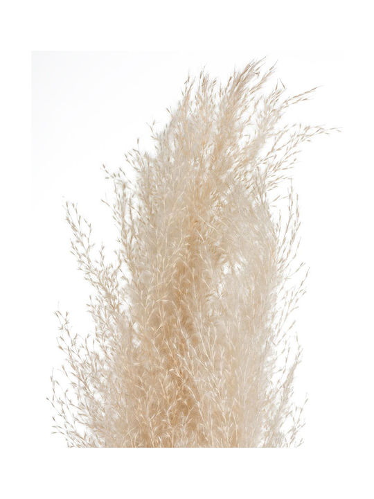 Pampas Τεχνητό Διακοσμητικό Κλαδί Pampas grass Καφέ 60cm 6τμχ Atmosphera