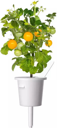 Click and Grow Σπόροι Τομάτας Cherry 3τμχ