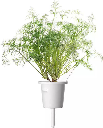 Click and Grow Σπόροι Άνηθος 3τμχ