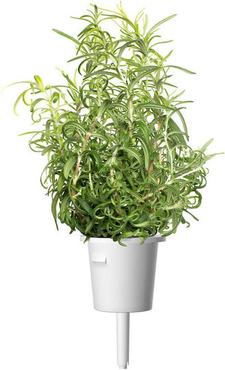 Click and Grow Σπόροι Δενδρολίβανο 3τμχ