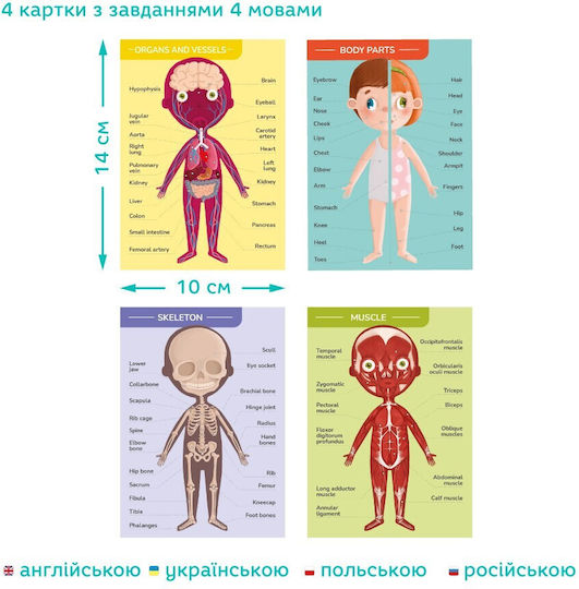 Dodo Human Body Joc Educațional de Cunoștințe pentru 5+ ani Ani