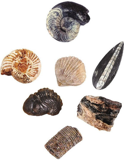Moses The Large Fossil Excavation Set Educational Game Knowledge for 6+ years old Years Old