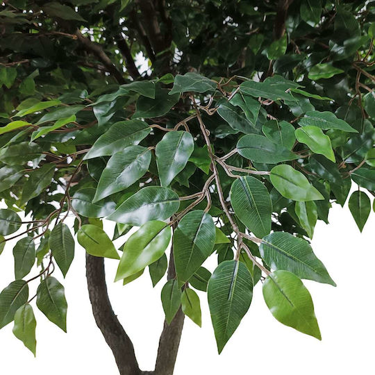 Ficus Lyrata Дърво На Открито 350см GloboStar
