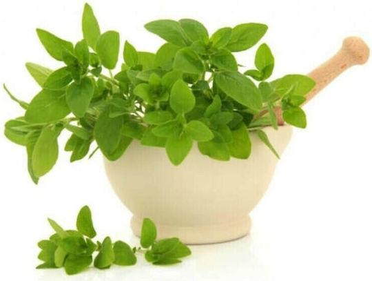 Geoponiki Seeds Marjoram 2gr