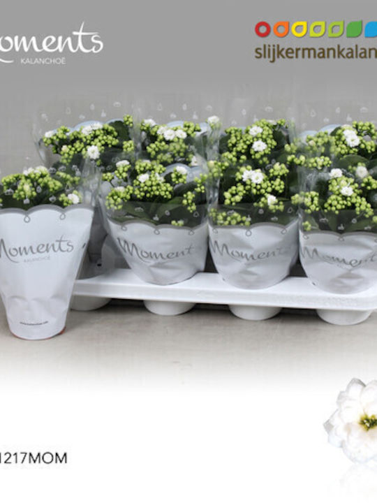 Kalanchoe Calandiva Glitzernd