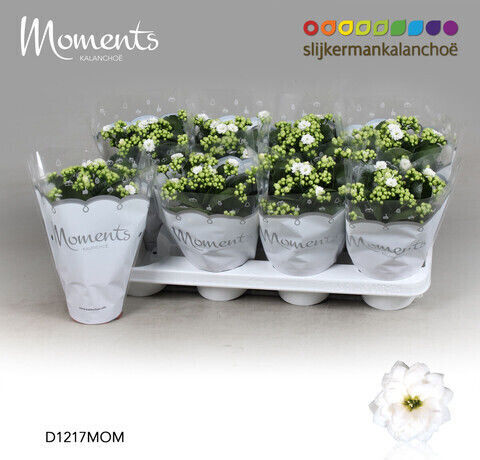 Kalanchoe Calandiva Twinkly