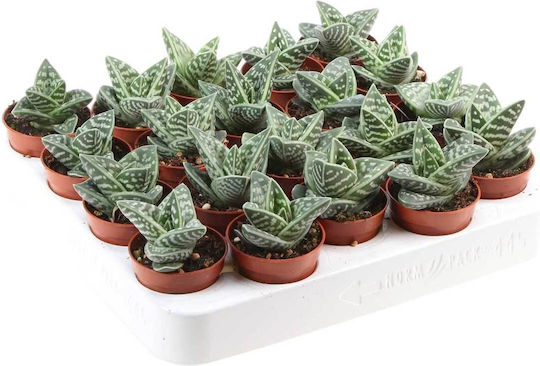 Aloe variegata 5.5cm Aloe variegata 5.5cm