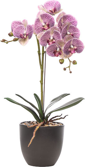 Purple Orchid in Potted Plant Purple Orchid in Potted Plant