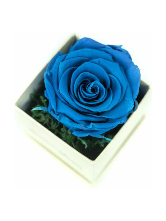 Aleiferopoulos Flowers Eternal Rose Ecru in Box 1pcs