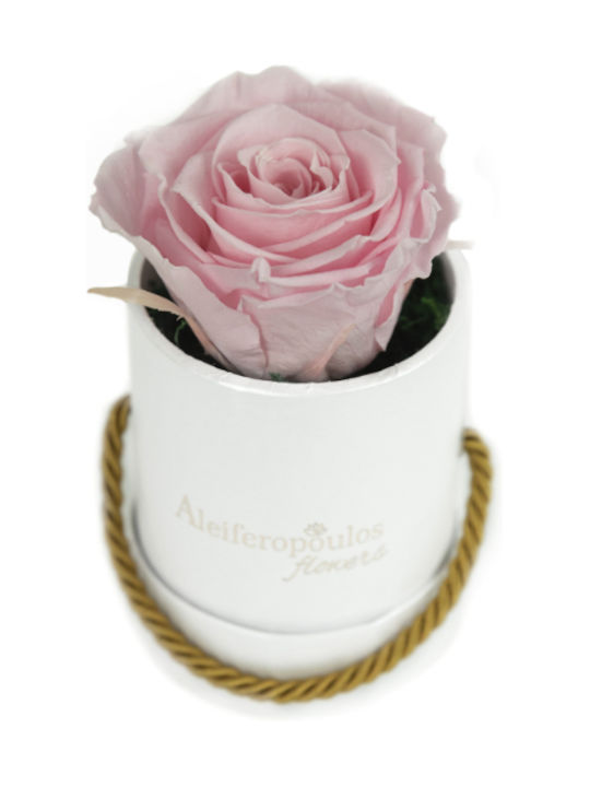 Aleiferopoulos Flowers Eternal Rose Pink in Box 1pcs