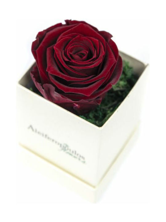 Aleiferopoulos Flowers Eternal Rose Burgundy in Box 1pcs