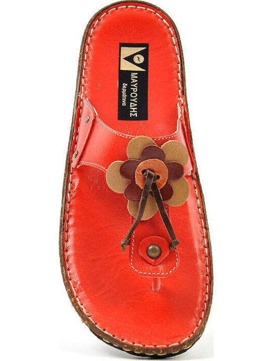 Castor Anatomic Castor Anatomic