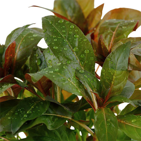 Tropica Ludwigia Palustris Live Aquarium Plant