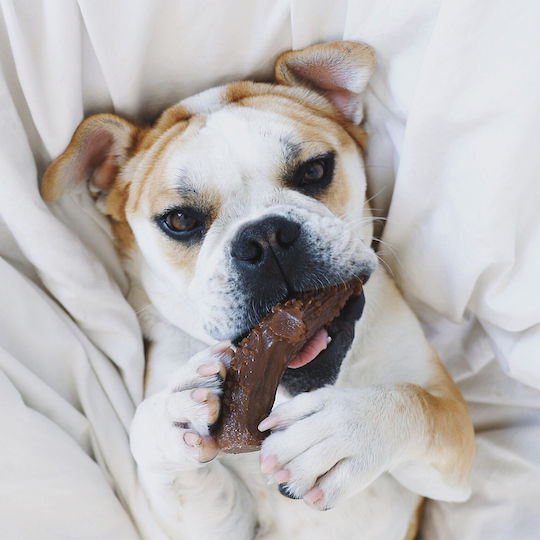 Pet Qwerks Horn Hund Mittelgroße Rassen aus Hirsche und Käse 12cm