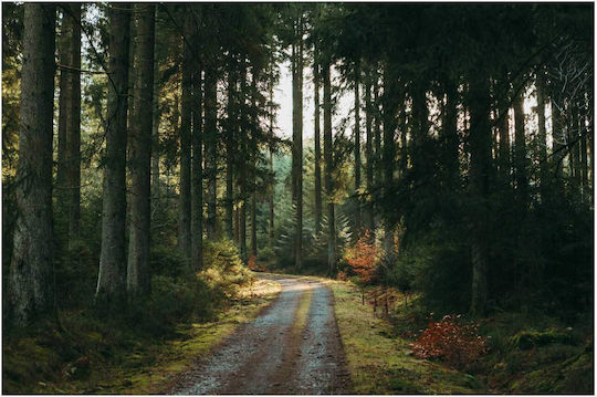 A Dirt Road in the Middle of a Forest Painting on Canvas 30x20cm