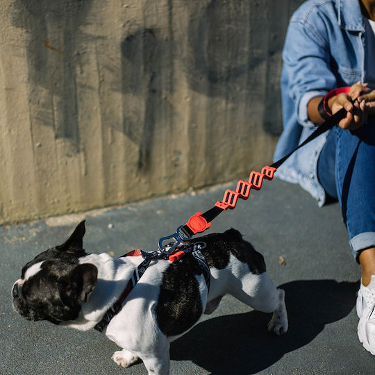Zee-Dog Dog Leash/Lead Strap in Orange color
