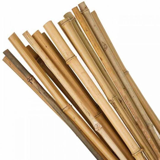 Showood Reed pentru Împrejmuire Grădină din Bambus 300x35x35buc 1buc
