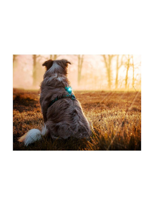 orbiloc Dog Collar Nylon in Green color