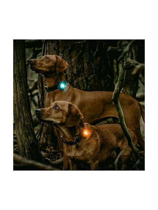 orbiloc Dog Collar Illuminated Pink