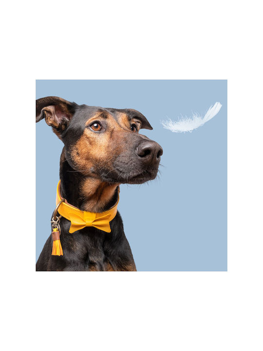 DWAM Dog Collar in Yellow color 24-039