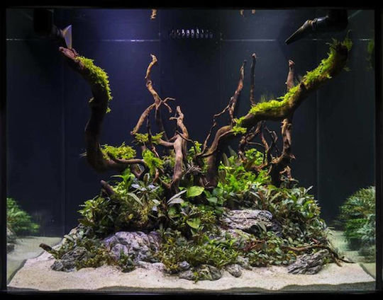 HS Aqua SPIDER WOOD Διακοσμητικό Ξύλο Ενυδρείου