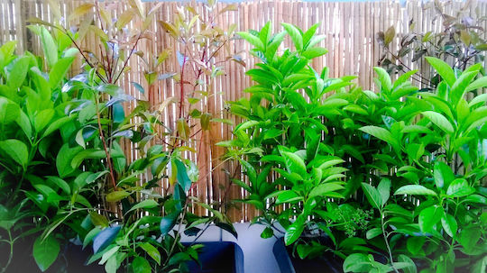 Ecoshadow Gard de Bambus cu Lemn Întreg 1x5m