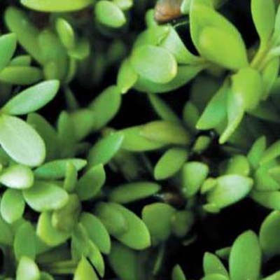 Geo Bavicchi Samen Kleeblatt Biologischer Anbau 200gr