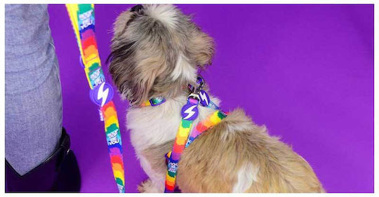 Dashi Dog Leash/Lead Strap Betty in Purple color