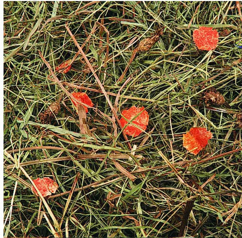 Flamingo Iarbă artificială pentru Iepure cu Morcov Mountain Hay 500gr 1buc