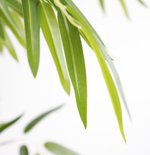 Bamboo Outdoor Tree Newplan
