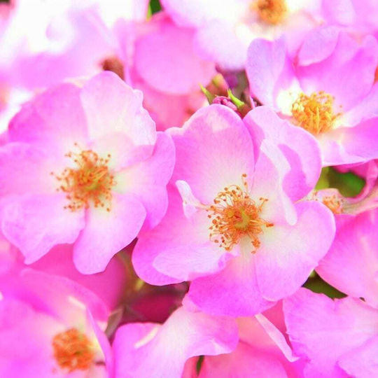 Weleda Wild Rose Κρέμα Προσώπου Ημέρας για Ενυδάτωση & Αντιγήρανση 30ml