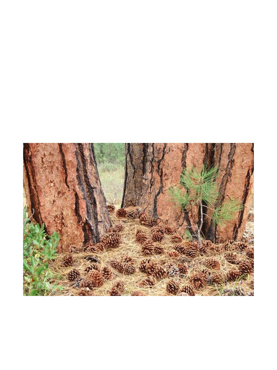 Χριστουγεννιάτικο Декорация Pine Дължина 10см. 3бр