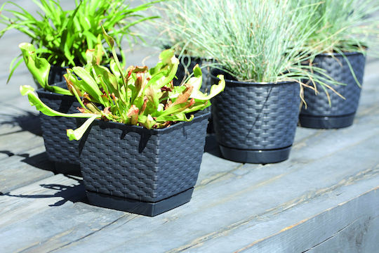 Prosperplast DRLK165 Übertopf Rattan Gray mit Gestell 16.5x16.5x14.2εκ.
