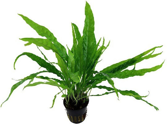 Tropica Pteropus Potted Plantă acvatică vie Microsorum