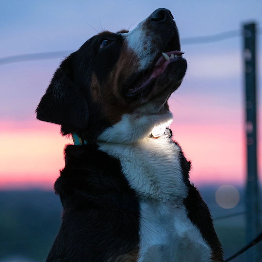 Max & Molly Max Molly Matrix Ultra Waterproof Usb Rechargable Led Hundemarke mit Licht Schwarz