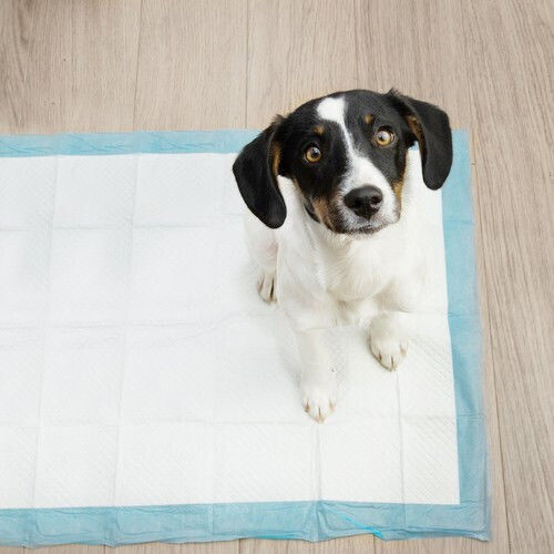 Purlov Dog Floor Diapers 60x90cm - 90cm 50pcs