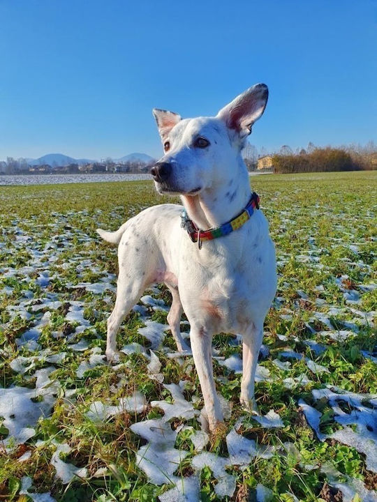 Max & Molly Μπρελόκ Playtime Tag Υφασμάτινο