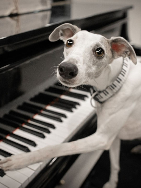Max & Molly Ключодържател Tag