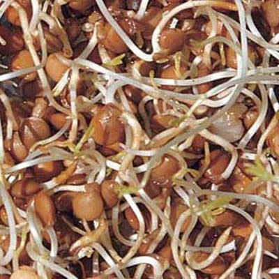 Geo Bavicchi Σπόροι Καφέ Βιολογικής Καλλιέργειας 500gr
