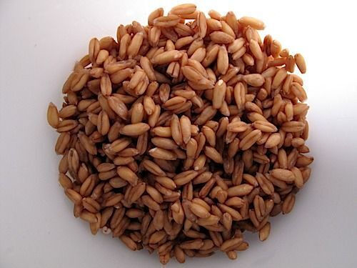 Geo Bavicchi Samen Biologischer Anbau 1kg