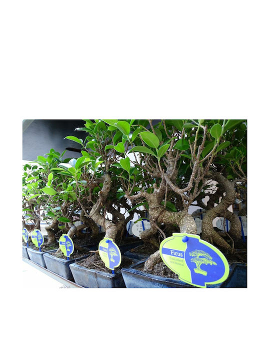 Bonsai