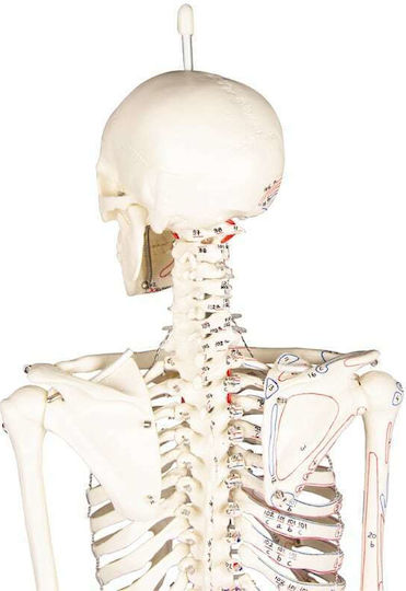 Erler Zimmer Modell des menschlichen Skeletts